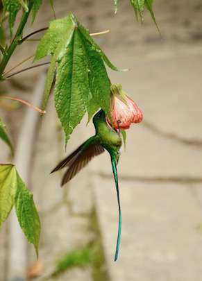 Colibri, Salento ©Eline Lonchay